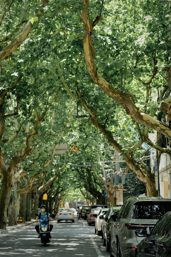 無弄堂，不上海