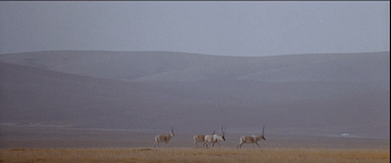 中國存在哪些全球獨有的大型動物?2006年12月13日中國白鰭豚滅絕 中國存在哪些全球獨有的大型動物?2006年12月13日中國白鰭豚滅絕