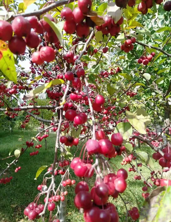 適合庭院種的“四大名貴樹”，經典美麗寓意好，寓意深遠價值高