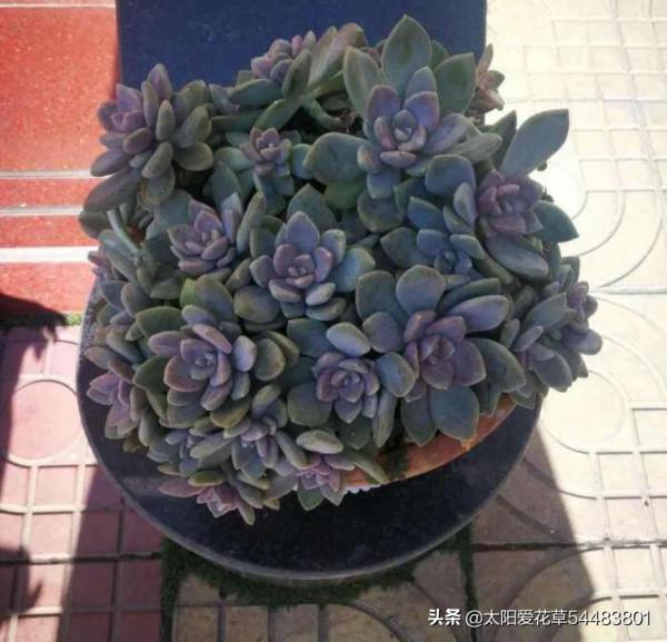 9種口碑非常好的多肉,易養護,出狀態又仙又美 9種口碑非常好的多肉,易養護,出狀態又仙又美