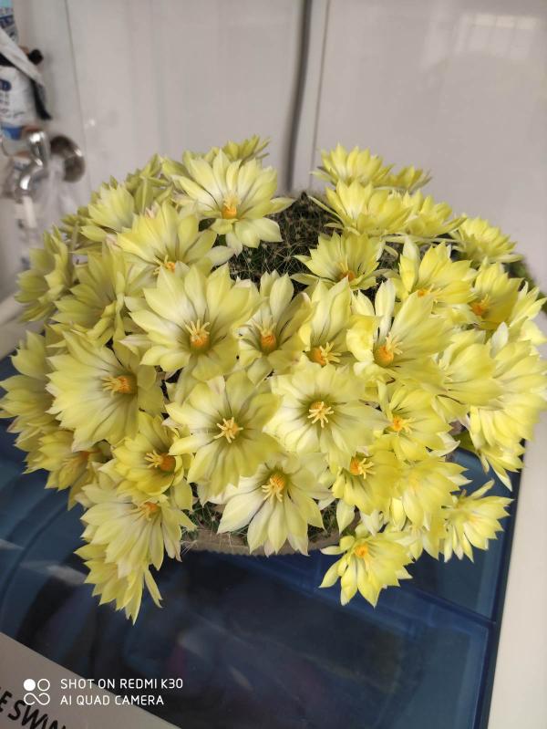 渾身帶刺的仙人掌花,沒想到還是個“花姑娘”,花朵顏值堪比荷花 渾身帶刺的仙人掌花,沒想到還是個“花姑娘”,花朵顏值堪比荷花