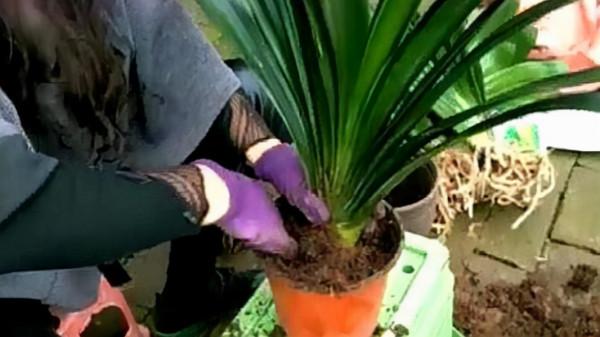 養好君子蘭,死記硬背“3要點”,秋天大爆發,花箭拔的多 養好君子蘭,死記硬背“3要點”,秋天大爆發,花箭拔的多