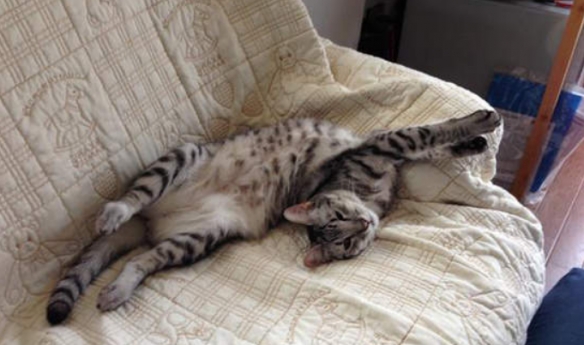 將迷惑沙雕進行到底 網友分享貓貓千奇百怪的睡姿 將迷惑沙雕進行到底 網友分享貓貓千奇百怪的睡姿