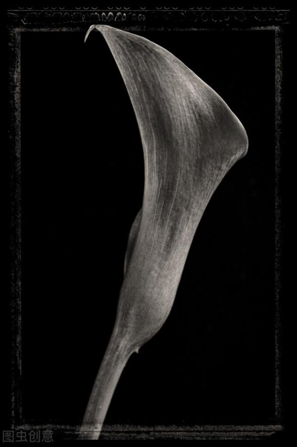 很獨特的花兒，不忍心獨享。你可能沒見過幾樣。有幾種你認識的？