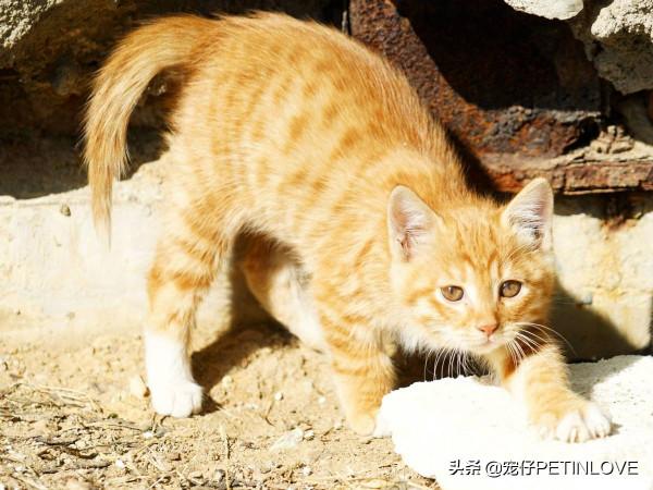 什麼原因讓你養了第二隻貓? 什麼原因讓你養了第二隻貓?