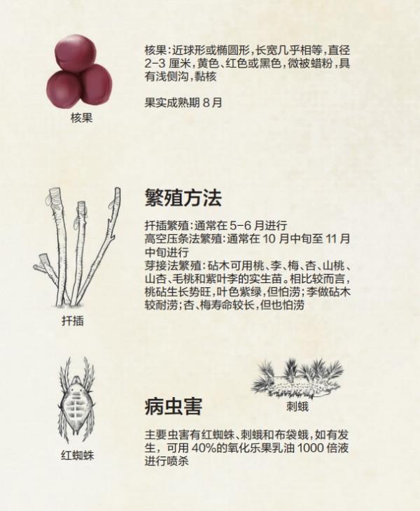 花開雲南 &vert; 薔薇科李屬&CenterDot;紫葉李：千樹萬樹小白花，繁星點點落人間