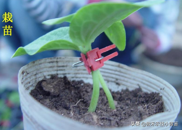 黃瓜苗期巧嫁接，輕鬆解決產量低、品質差、病害多等種植難題