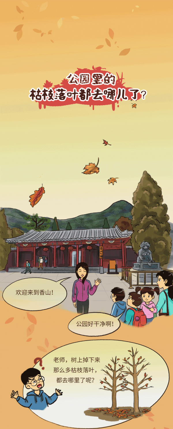 公園裡的枯枝落葉 都去哪兒了? 公園裡的枯枝落葉 都去哪兒了?