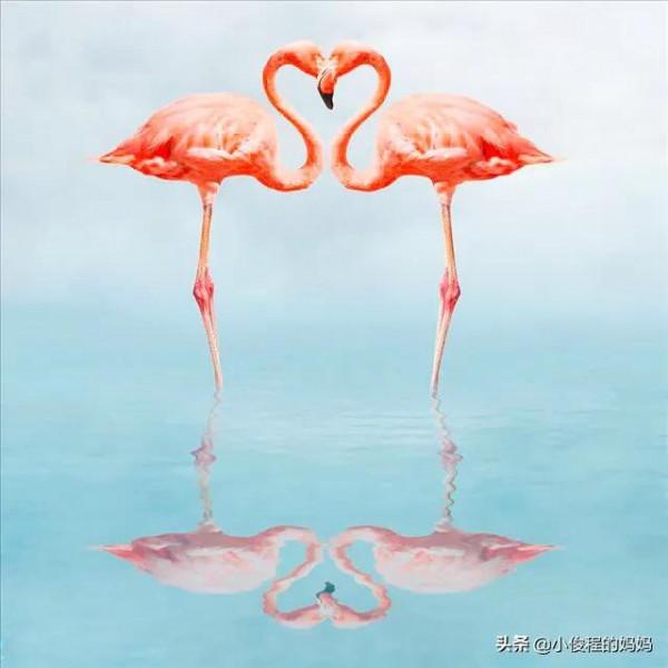 分享——火烈鳥