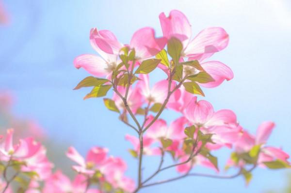 取春日一抹色彩，用&OpenCurlyDoubleQuote;心&rdquo;裝點你的家