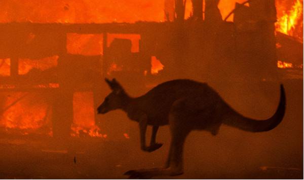 人類正處於第六次大滅絕前期?研究者:本世紀末或有50%物種消失 人類正處於第六次大滅絕前期?研究者:本世紀末或有50%物種消失