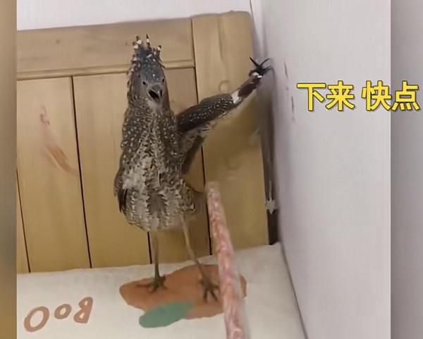 女子家中飛進不明動物，翅膀撐牆站立霸總範十足，網友：牢底坐穿獸？