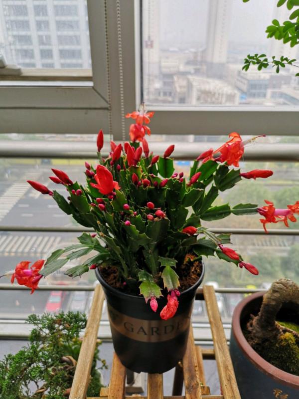 適合立冬後養的“9種花”,喜歡溫涼愛開花,有的花美,有的花香 適合立冬後養的“9種花”,喜歡溫涼愛開花,有的花美,有的花香