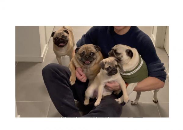 貓狗臨產護理 – 難產鑑別篇