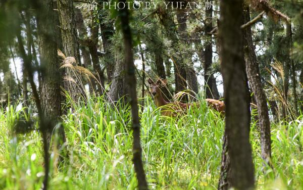 山東海島驚現野生鹿群,數量從7頭增長到200多頭,尋鹿之旅很過癮 山東海島驚現野生鹿群,數量從7頭增長到200多頭,尋鹿之旅很過癮