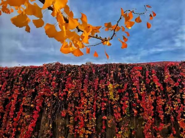 蘇軾七首經典詩歌賞析合集