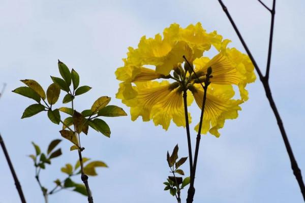 實用分享丨30款大型開花樹種介紹,白似雪、黃似陽、紅似霞,美翻 實用分享丨30款大型開花樹種介紹,白似雪、黃似陽、紅似霞,美翻