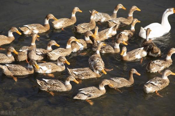 肉鴨報價丨2021.9.24日毛鴨和鴨苗價格 毛鴨價格和 苗價穩定