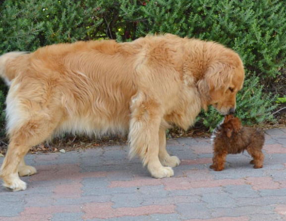養狗首選！這幾種狗，不貴又忠誠