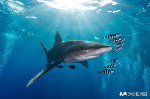 物種百科：遠洋白鰭鯊