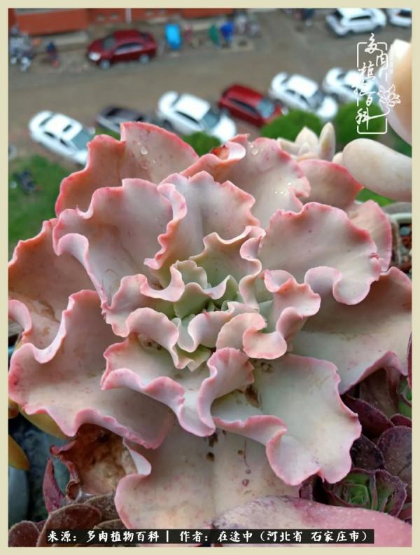 落葉知秋,願你安好 落葉知秋,願你安好