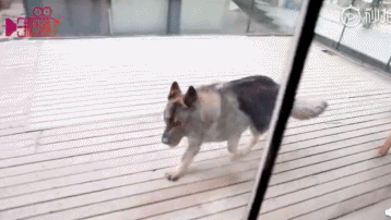 所以於正劇組虐貓了嗎