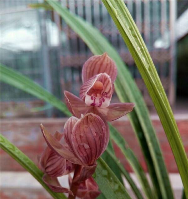 五年前，他拿三苗極品蘭花換了一件古董，後來經過鑑定居然是假貨