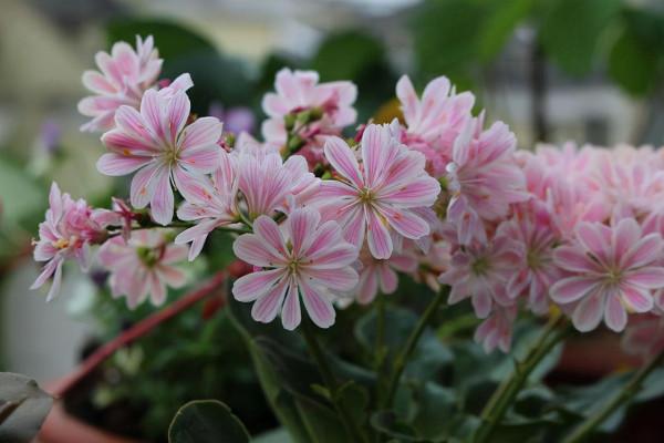 這9種多肉植物,看著不起眼,開花很驚豔,快養起來,放哪都好看 這9種多肉植物,看著不起眼,開花很驚豔,快養起來,放哪都好看