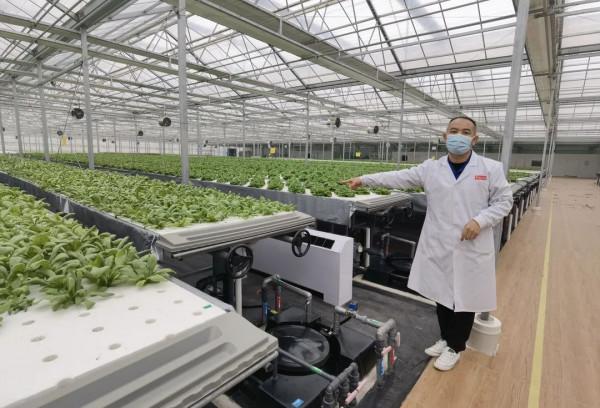 長在床上的蔬菜長啥樣?通州藏著個神奇植物工場,京東全資打造 長在床上的蔬菜長啥樣?通州藏著個神奇植物工場,京東全資打造