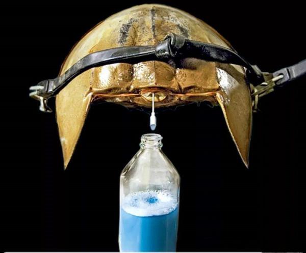 新冠疫苗上市離不開它，流淌著藍色血液的活化石，鱟為何重要？