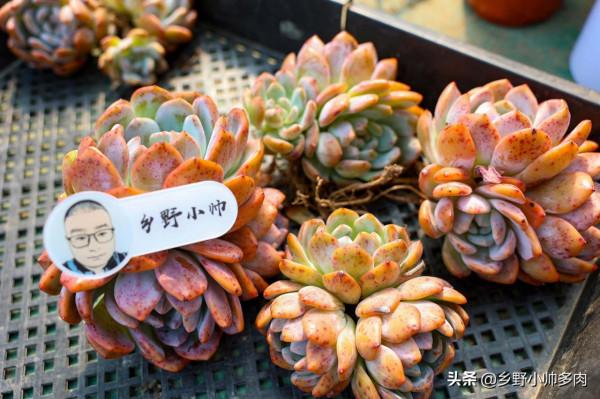 陽臺黨養肉方式淺談,想要多肉長得好,首先應該避開的幾個誤區 陽臺黨養肉方式淺談,想要多肉長得好,首先應該避開的幾個誤區