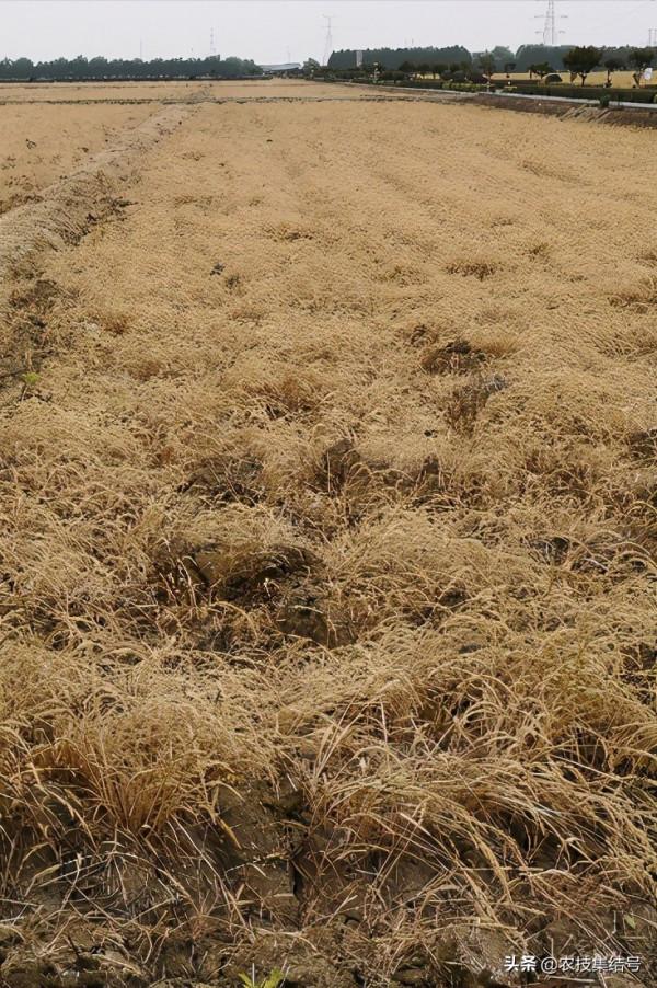 草甘膦、草銨膦，都是滅生性除草劑，只一字之差，到底有啥區別？