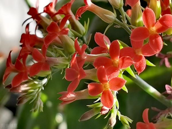 花園必備植物 長壽花