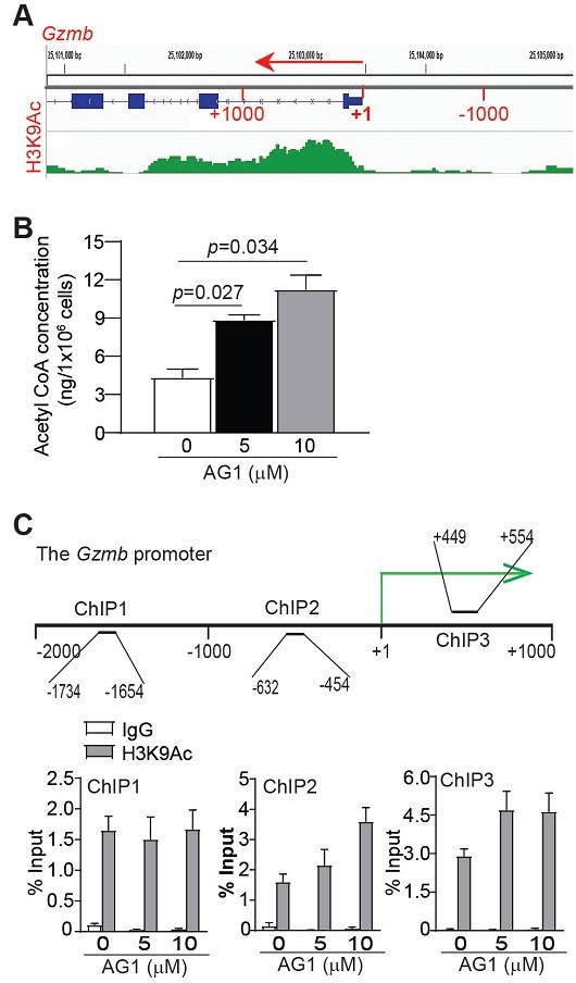 天津大學生命科學學院呂春婉團隊JITC發文：破解調控T細胞功能的代謝檢查點