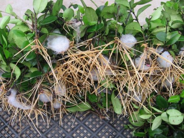 日本女貞的氣霧快繁技術