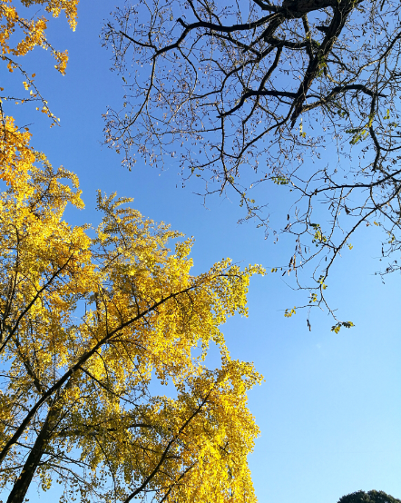 「詩詞鑑賞」遇見初冬,十首初冬的詩詞,遇見初冬別樣的美 「詩詞鑑賞」遇見初冬,十首初冬的詩詞,遇見初冬別樣的美