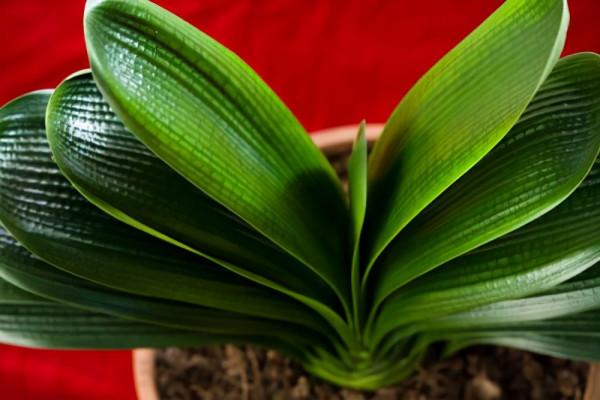 38種超級耐陰的花,沒光也能養爆盆,養在陽臺客廳超有範兒 38種超級耐陰的花,沒光也能養爆盆,養在陽臺客廳超有範兒