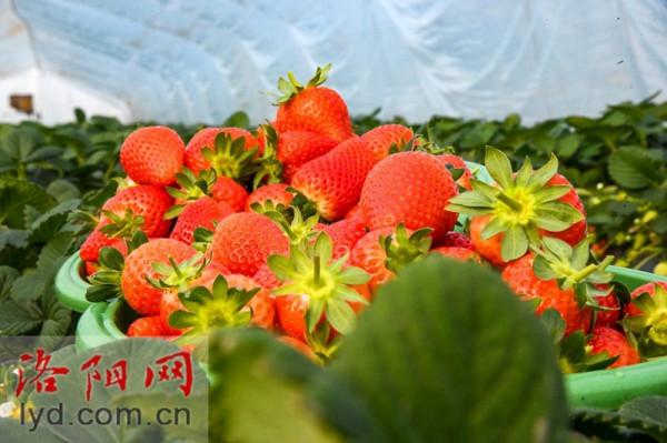 偃師區翟鎮鎮：果蔬大棚喜獲豐收 特色種植助推振興「組圖」