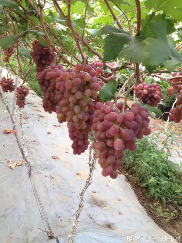 葡萄乾的製作方法太奇特，很少有人見過，做出來口感真的棒