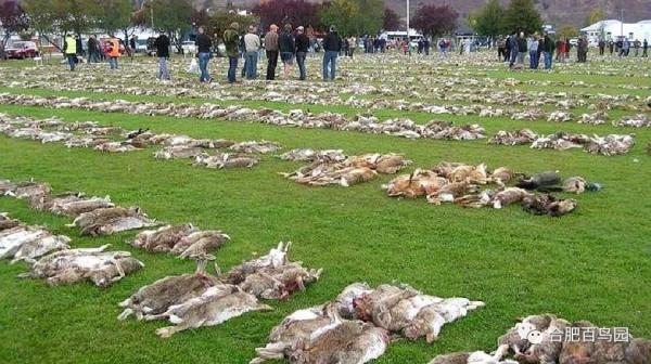 玉兔是個什麼兔？