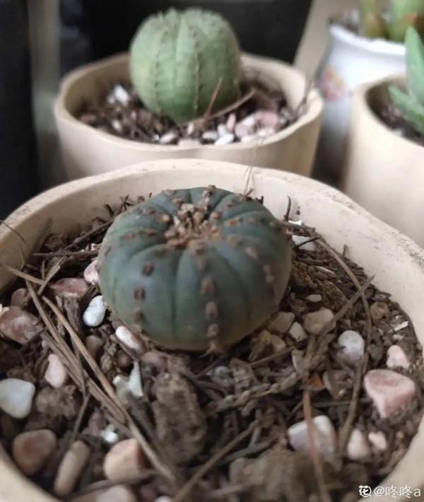 6種多肉，夏天不休眠，而且瘋狂生長