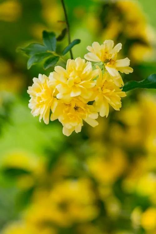 淡雅芬芳木香花