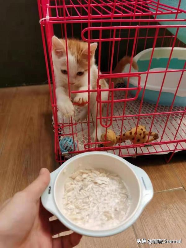 2021即將遠離,2022我要儘自己力量,為更多流浪小動物找到家庭 2021即將遠離,2022我要儘自己力量,為更多流浪小動物找到家庭