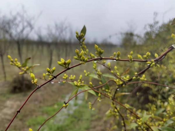 花香如香水，花期大半年，唯一能在冬天室外開的茉莉，你見過嗎？