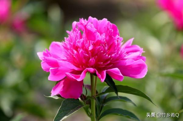 漂亮的芍藥花欣賞