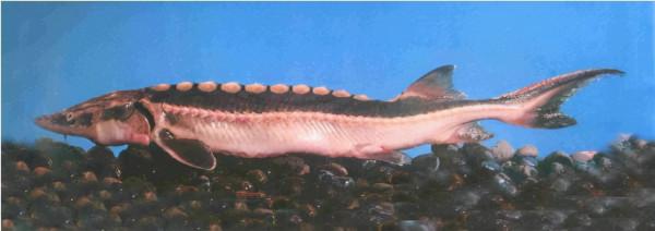 十種受到國家一級和二級保護的魚類 十種受到國家一級和二級保護的魚類