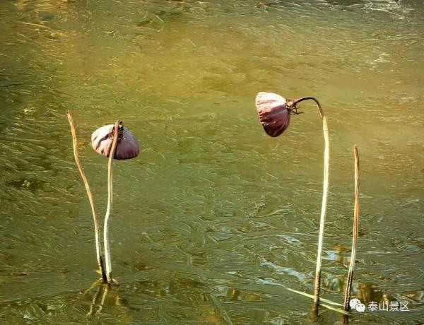 泰山腳下賞殘荷之美