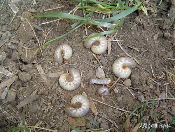 噻蟲嗪這些新的使用方法，操作更簡單，殺蟲效果更好