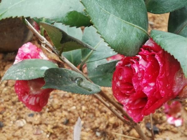 盤點22年1月到來的花草