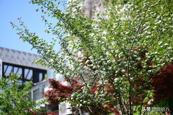 鳥兒們過冬必備 - 紅透整個冬日的迷你山楂果 |園丁